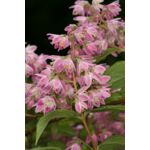 Żylistek mieszańcowy Strawberry Fields