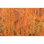 dereń świdwa 'Anny's Winter Orange'