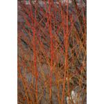 dereń świdwa 'Midwinter Fire'