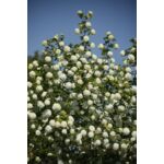 kalina koralowa 'Roseum'