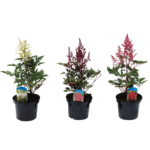 Tawułka wys. 30 cm don. 17 cm