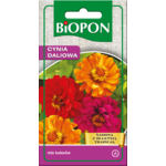 Cynia wytworna daliowa mieszanka 1 g Bopon