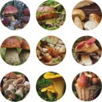 Zakrętka Ø82 mm grzyby 2 Browin