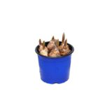 Szafirek plastikowa don. 12 cm wys. 20 cm