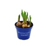 Szafirek niebieski doniczka 9 cm 5 cebulek