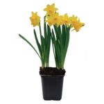 Narcyz doniczka kwadratowa 7 cm