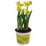 Narcyz doniczka 8,5 cm