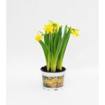 Narcyz doniczka 10,5 cm