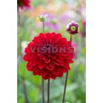 Dalia Dekoracyjne Red