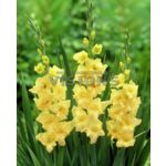 Mieczyk Nova Lux Yellow