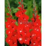 Mieczyk Traderhorn Red