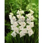 Mieczyk White Prosperity