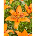 Lilia Asiatic Orange