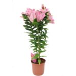 Lilia Asiatic Pink