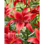 Lilia Asiatic Red