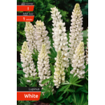 Łubin white kapers I