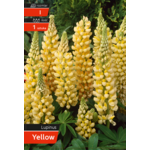 Łubin Yellow Kapers I