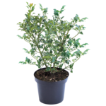 Ostrokrzew - mix odmian, wys.20-25 cm, don.3 l