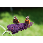 Budleja wys. 20-30 cm don. 17 cm