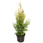 Żywotnik zachodni 'Brabant' C2 wys. 50 - 70 cm