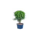 Żywotnik zachodni Danica 20 - 30 cm doniczka 17 cm