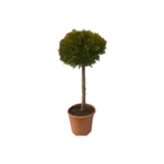 Żywotnik zachodni kula na pniu wys. 100-120 cm don. 19 cm