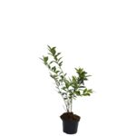 Borówka amerykańska wys. 50-70 cm don. 2 l