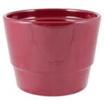 Osłonka prymula 501 12 cm bordo
