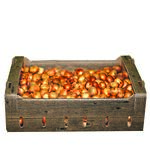 Tulipan fioletowy rozmiar 12/14 Vilmorin Garden