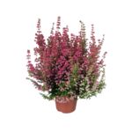 Wrzosiec delikatny Erica misterline mix kolorów