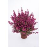 Wrzosiec doniczka 30 x 25 cm