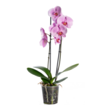 Storczyk 2-pędy don.12 cm