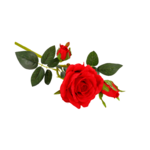 Róża czerwona 35 cm