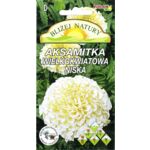 Aksamitka wielkokwiatowa niska biała 0,3 g POLAN