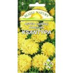 Aster karłowy Ksantypa żółty 0,8 g POLAN