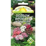 Goździk brodaty niski pełny mieszanka 0,3 g POLAN