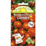 Aksamitka niska karminowo-miodowa Carmen 0,5 g POLAN