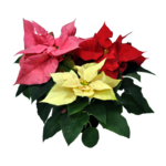 Poinsecja trójkolorowa