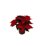 Poinsecja wielopędowa czerwona