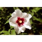 Kwitnący ogród non stop (hibiscus) wys. 30 cm don. P9/C1