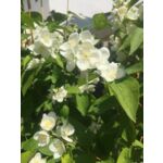 Kwitnący ogród non stop (jaśminowiec) P9/C1