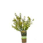 Trzmielina wys. 30-40 cm don. P9/C1