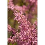 Tamaryszek w doniczce wys.60 cm