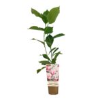 Magiczna Magnolia mix wys. 60 cm don. P9/C1