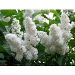 Kwitnący ogród non stop (bez lilak) wys. 30-50 cm don. P9/C1