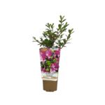 Rododendron mix wys. 20 cm don. P9/C1