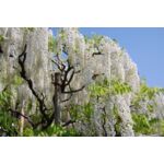 Pnącza i krzewy świata (wisterie) wys. 30-50 cm don. P9/C1
