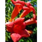 Pnącza i krzewy świata (milin) wys. 30-50 cm don. P9/C1