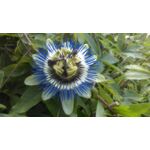 Pnącza i krzewy niezwykłe (passiflora) wys. 30-50 cm don. P9/C1