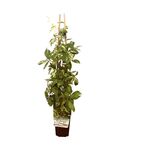 Pnącza standard P9/C1